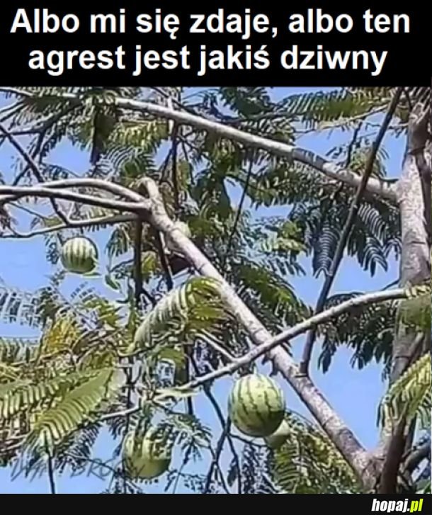 Przecież wiadomo, że to orzechy