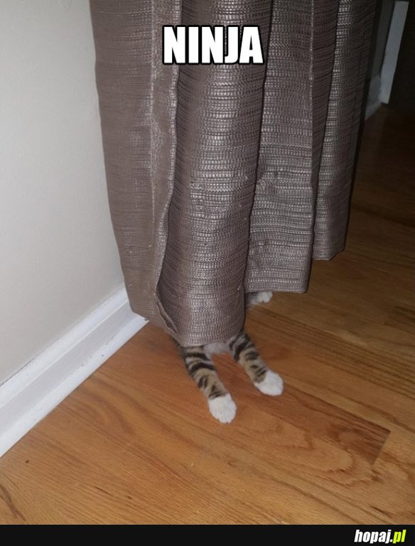 Ninja