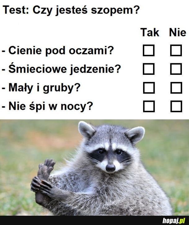 Czy jesteś szopem