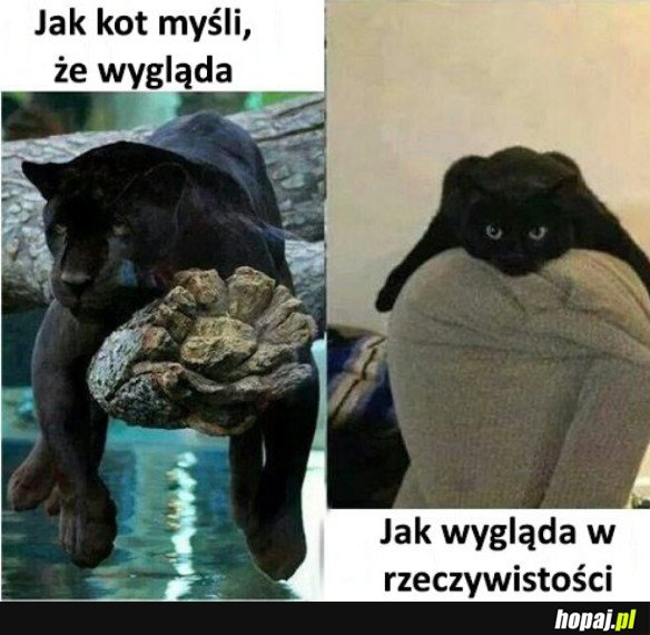 Kot