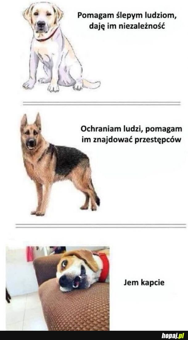 Pieski