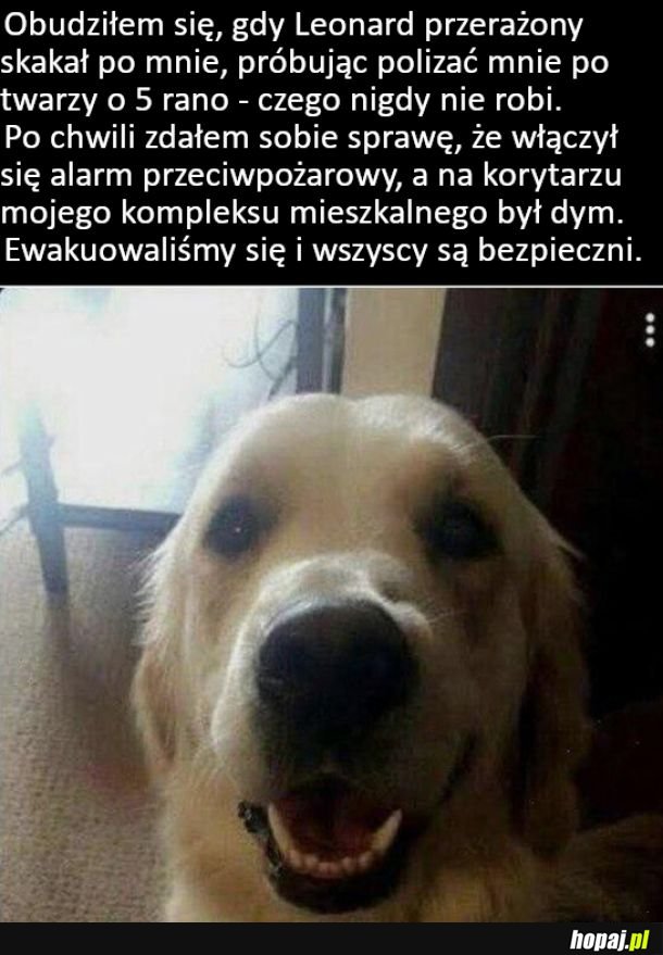 Psi przyjaciel uratował mu życie