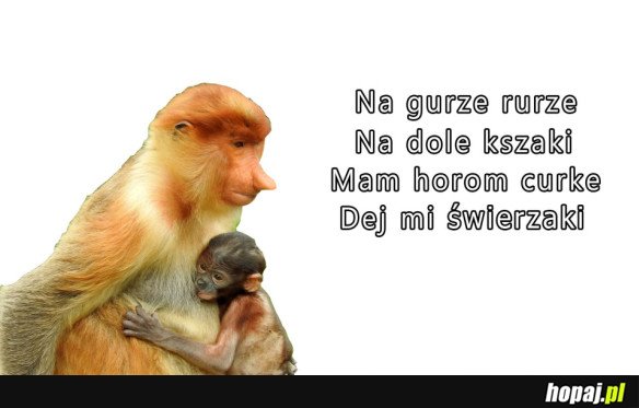 HORA CURKA SWIERZAKI
