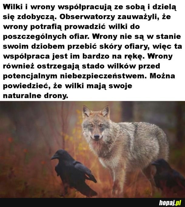 Współpraca wśród zwierząt