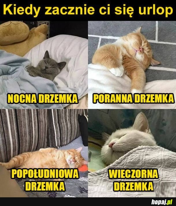 Urlop