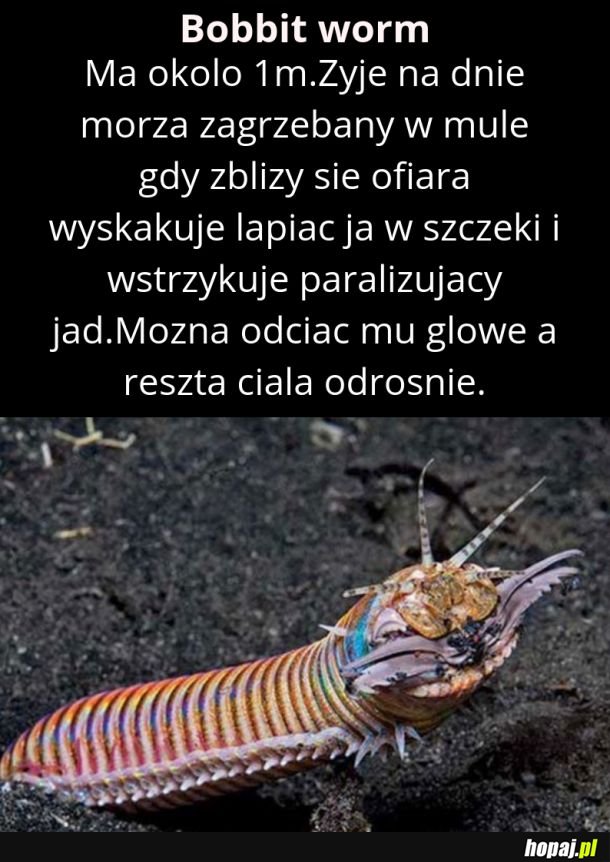 Ciekawostki