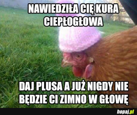 KURA CI POMOŻE