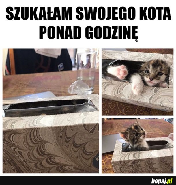 KOT MI SIĘ UKRYŁ