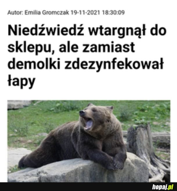 Niedźwiedź mądrzejszy od całej masy ludzi