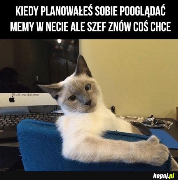 Kurde nie teraz