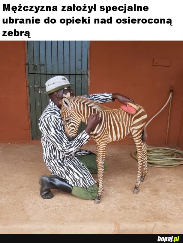 Mała zebra