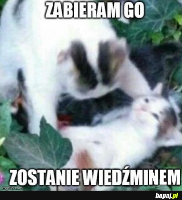 Zostanie wiedźminem