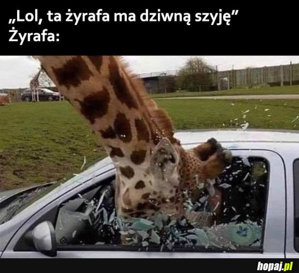 Żyrafa