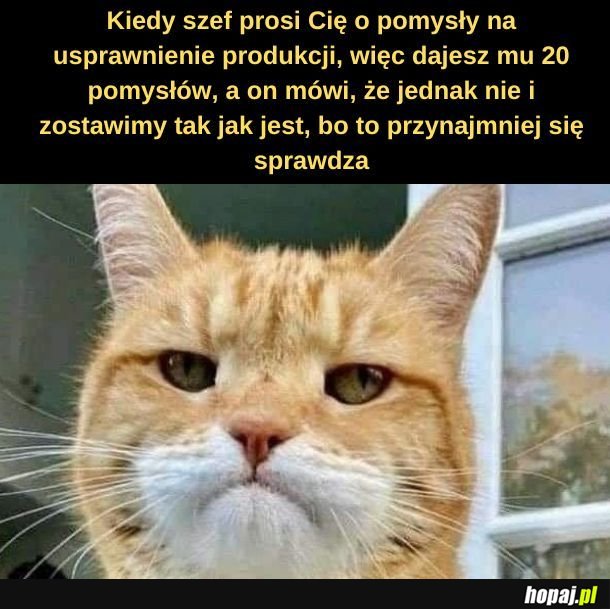 Szef.