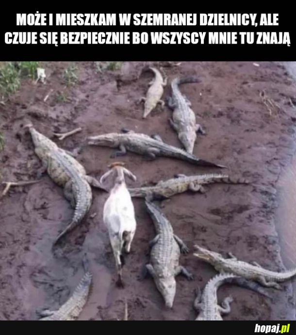 Także luzik sami swoi