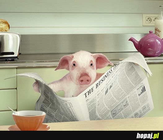 Zajęta świnka :)