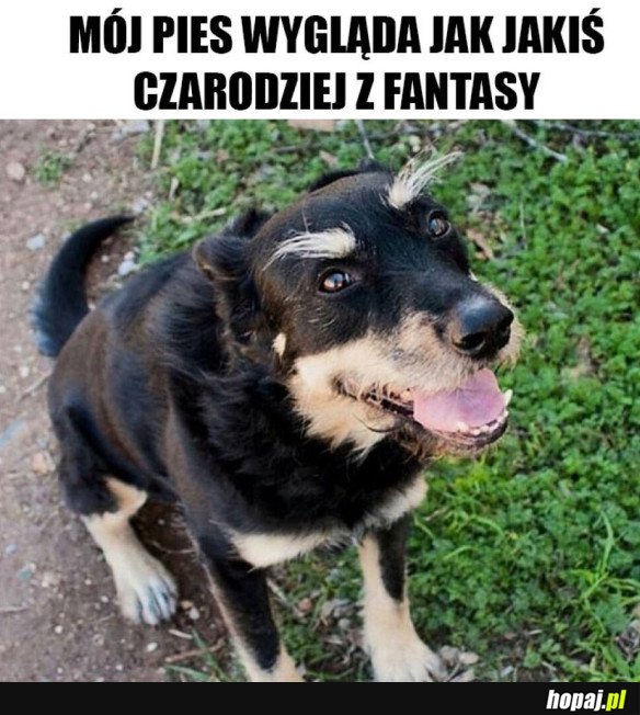 PIESEŁ JAK CZARODZIEJ