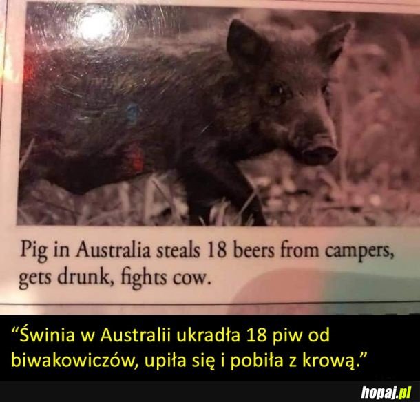 Tymczasem w Australii