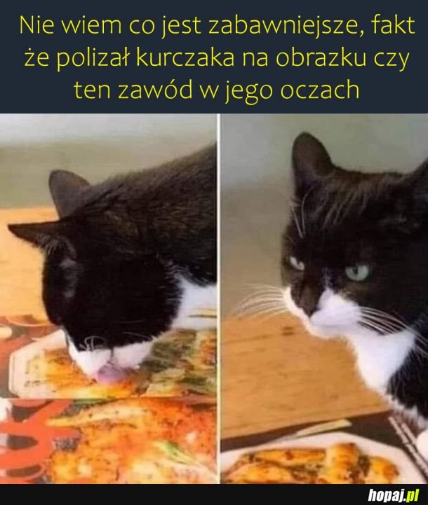 Zły koteł