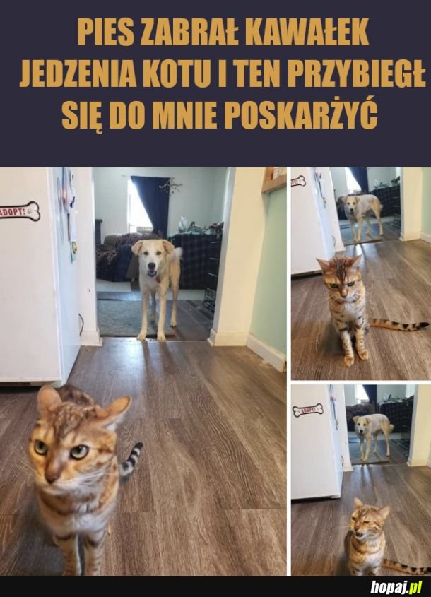 Maaamooo! A Pimpek mi zabrał smaczka!