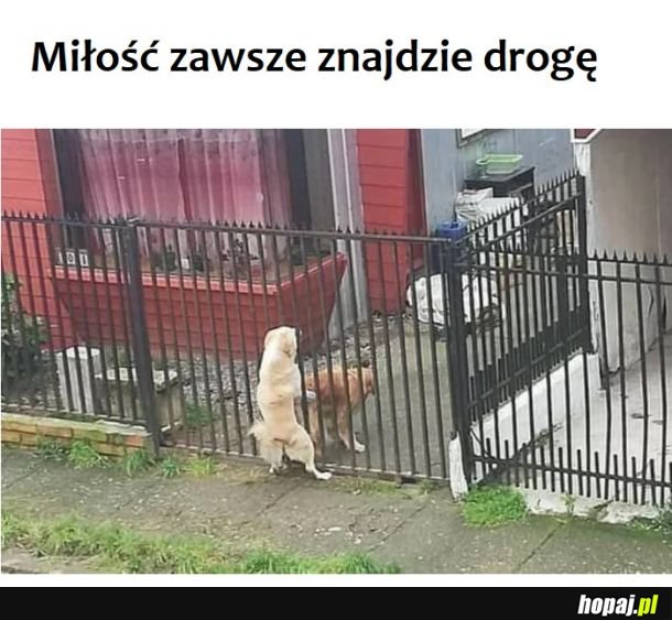 Prawdziwa miłość 