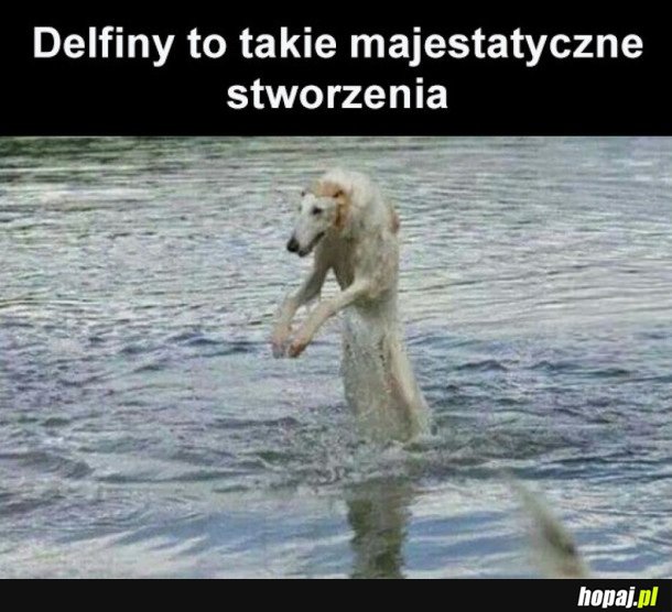 DELFINY SĄ PIĘKNE