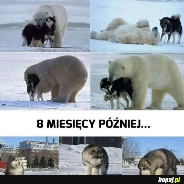 Miłość od pierwszego ugryzienia