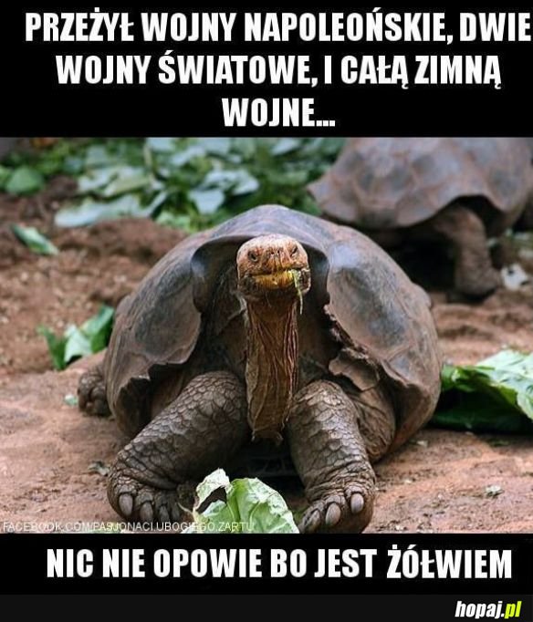 Żółw