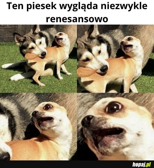 Renesansowy piesek