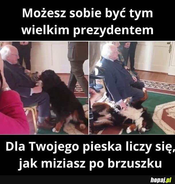 Prezydent Irlandii i jego berneńczyk