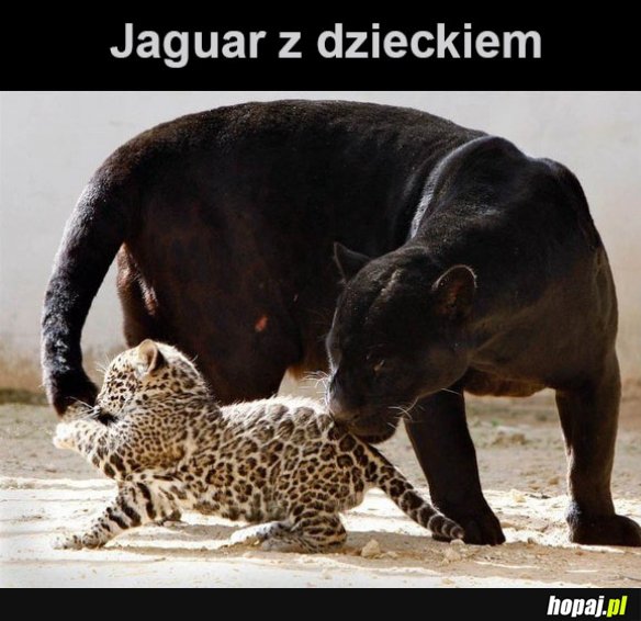 Jaguar