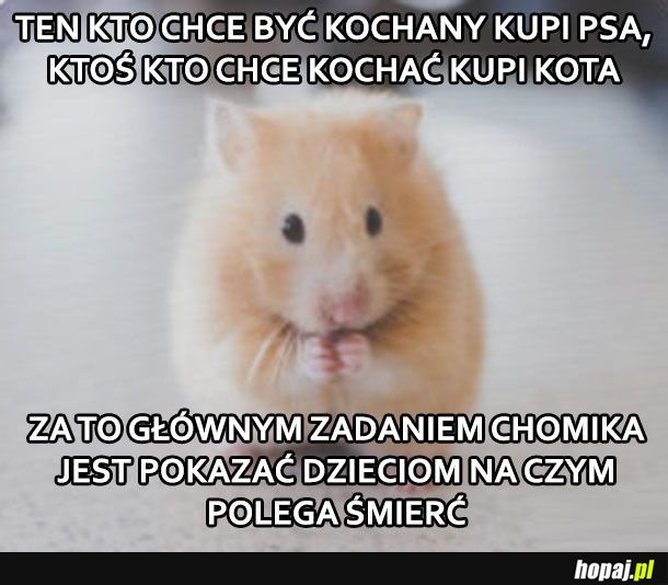 Chomiczek