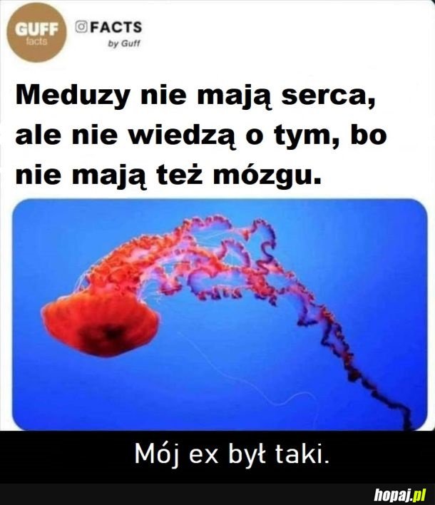 Meduzy