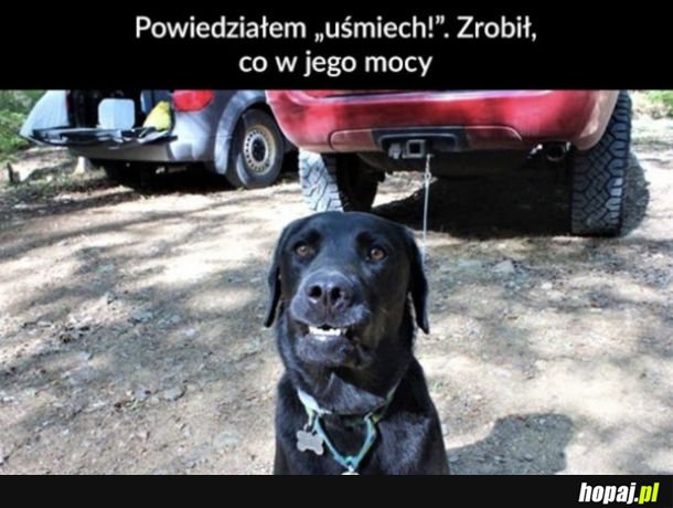 Pocieszny psiak