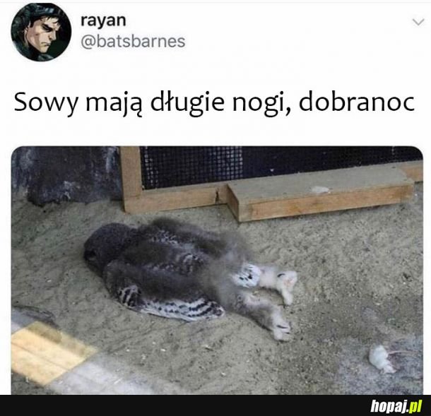 Sówki