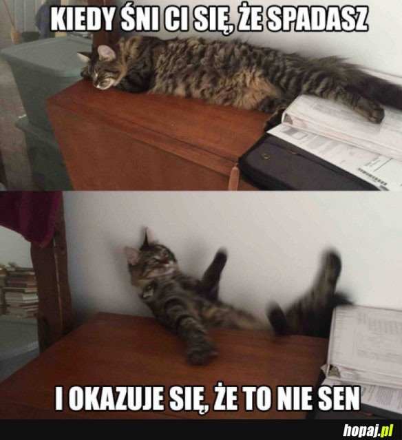 KURDE PRZYPAŁ