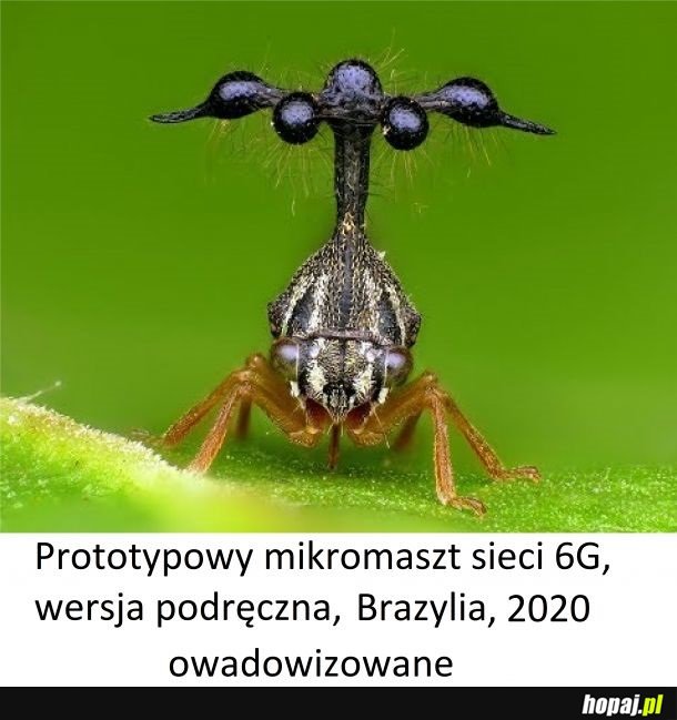 Bocydium globulare