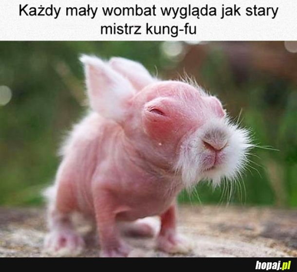 Mały wombat