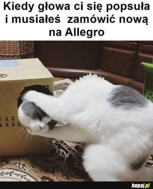 Kitku