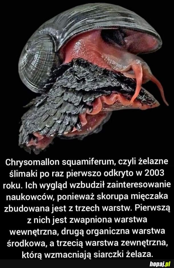 Żelazne ślimaki