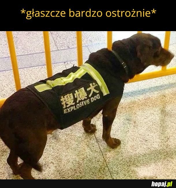 Chińskie translatory