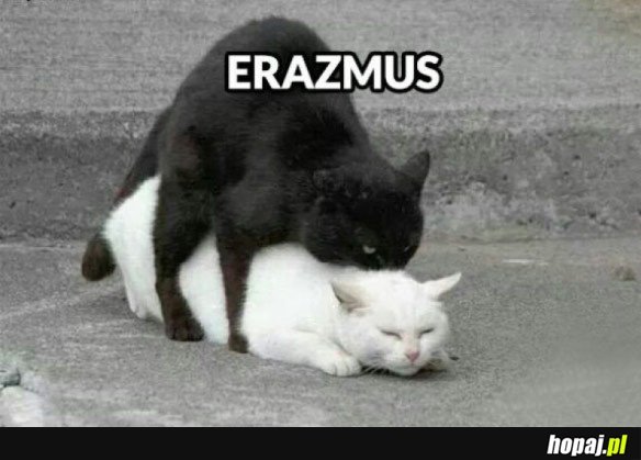 Orgazmus