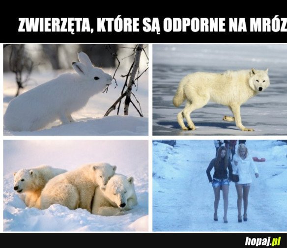 ODPORNE ZWIERZĘTA