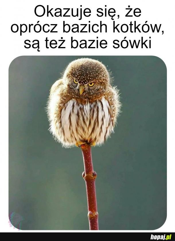 Dziwny ten kwiatostan