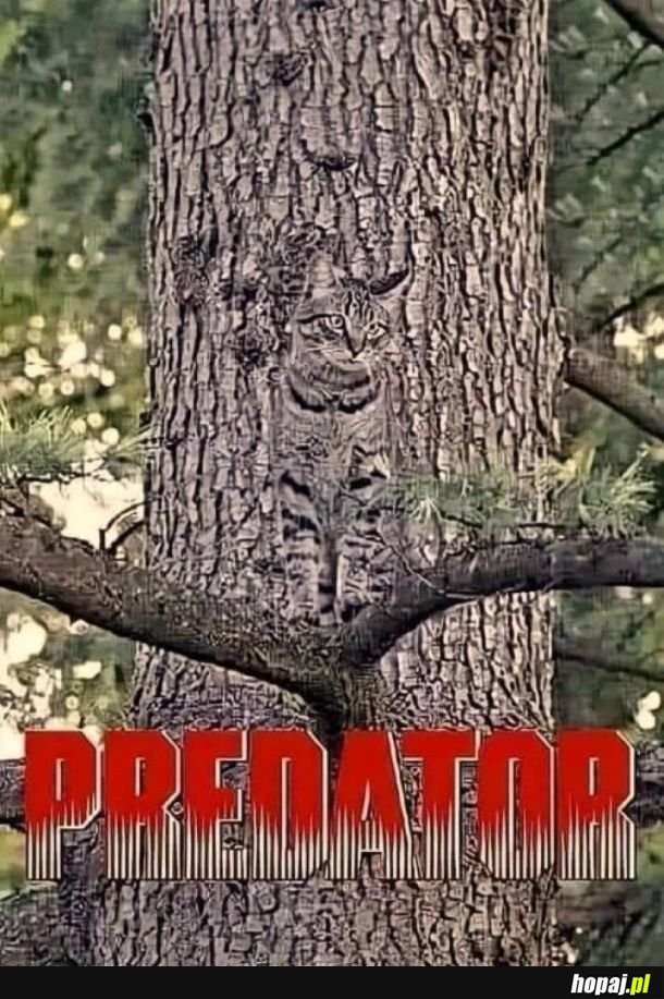 Predator