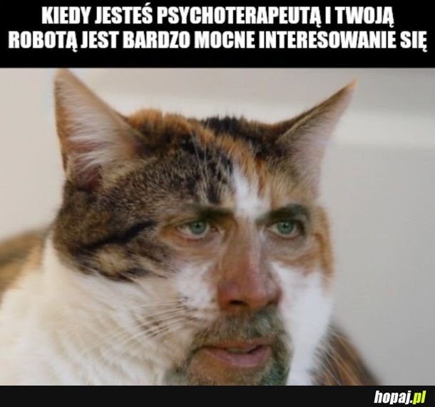 Kocia morda