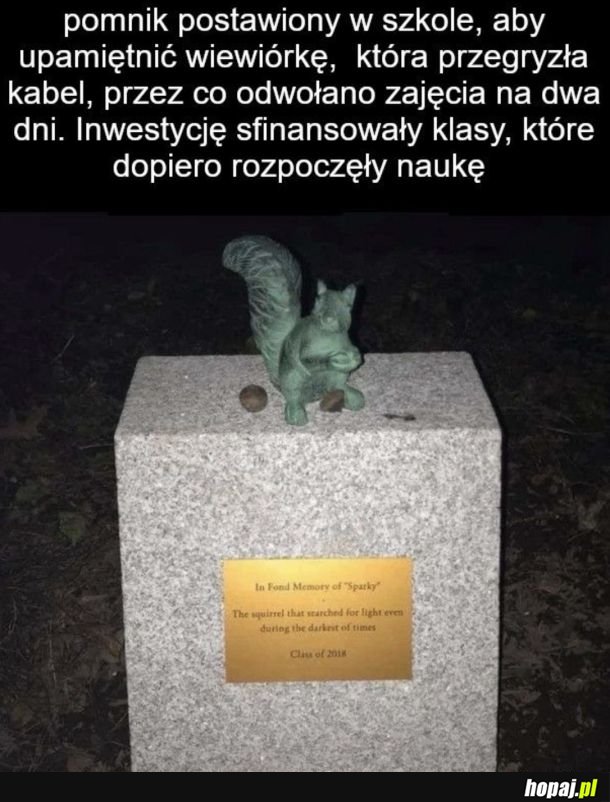 Cute pomnik wiewiórki