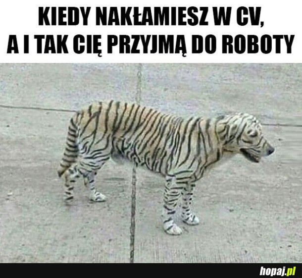 TO SIĘ ZACZNĄ SCHODY