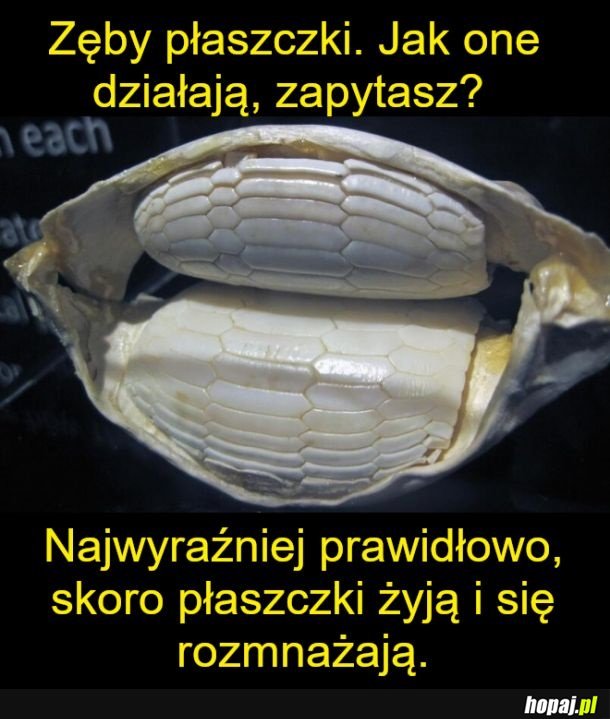 Zoologia jest dziwna