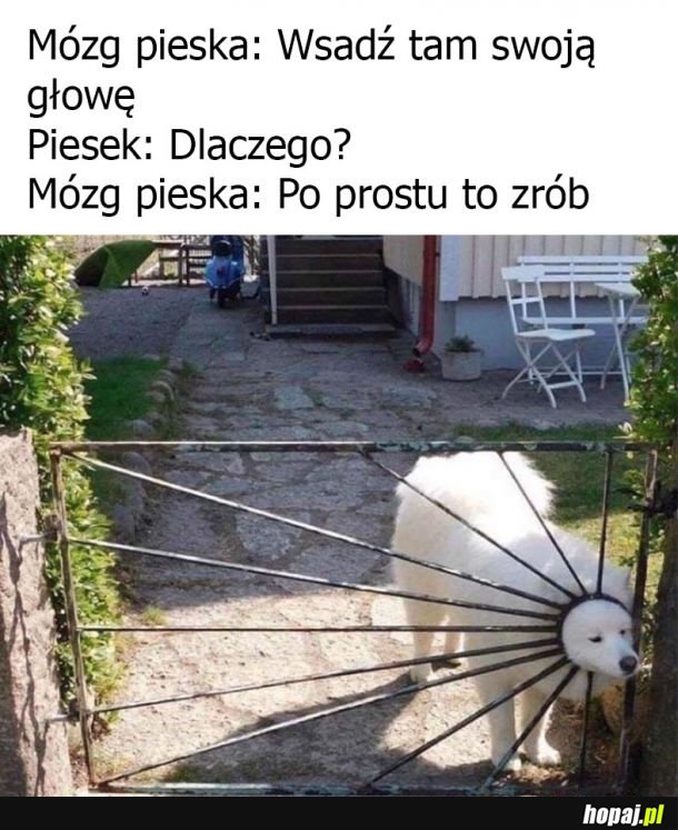 Piesek